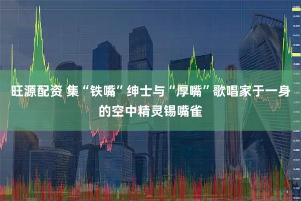 旺源配资 集“铁嘴”绅士与“厚嘴”歌唱家于一身的空中精灵锡嘴雀